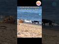 🐶 Perritos DISFRUTAN del MAR y la PLAYA 🌊🌴