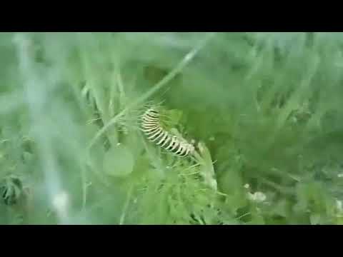 Нашествие гусениц