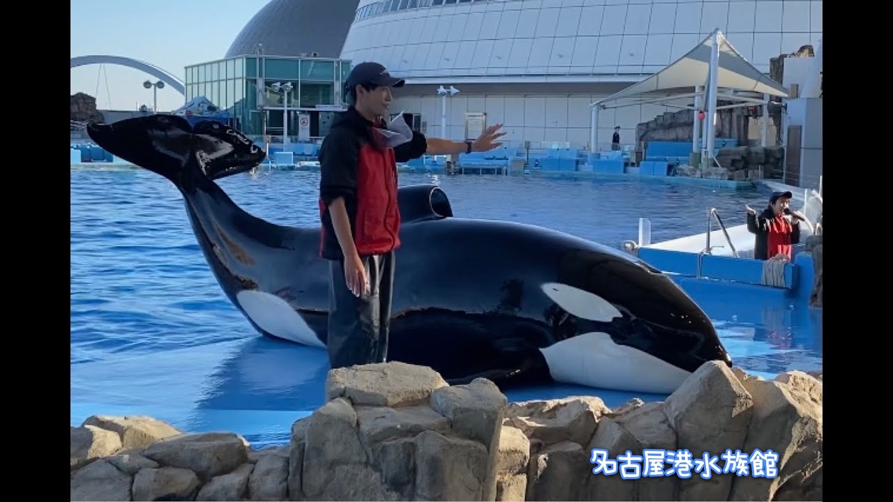 アース 朝の様子 名古屋港水族館 Youtube