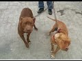 How to Train Pitbull Dogs at home 1 How to Train Pitbull Dogs at home 1