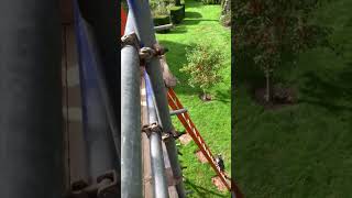 Cat Couldn’t Figure Out How to Climb a Ladder Like Its Sibling