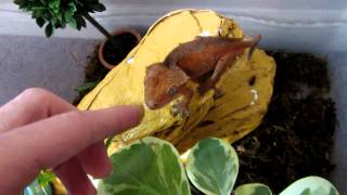 Crested Gecko Eats Off Of My Finger, Then Licks His Eye
