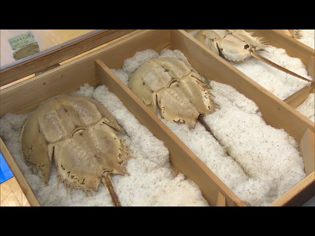半世紀以上前のカブトガニの標本 高校の物置部屋で見つかる 岡山