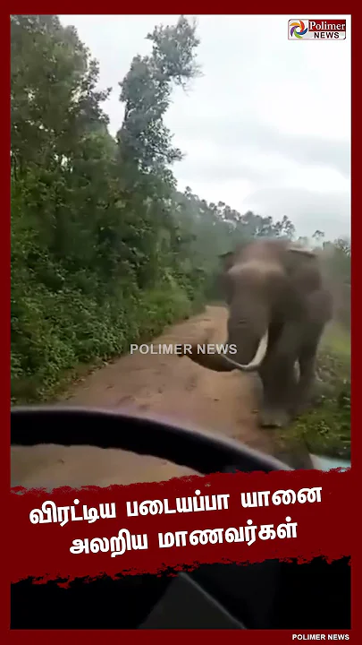 பள்ளி வாகனத்தை வழிமறித்து விரட்டிய படையப்பா யானை.. பதறவைக்கும் வீடியோ காட்சி..!! #shorts
