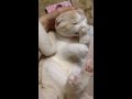 ひざの上でお手入れし始めるスコティッシュフォールドの子猫 みるきぃ☆