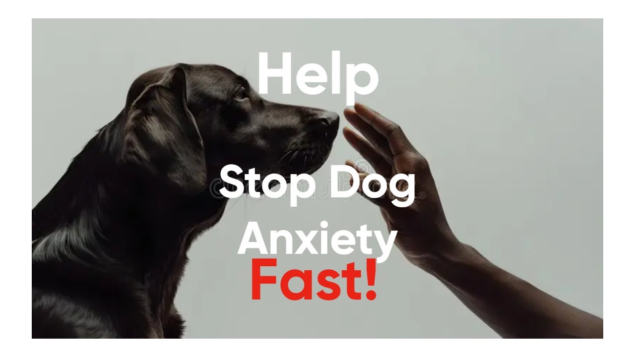Anxious Pup? Negative Reinforcement Decoded for Calmness Now.