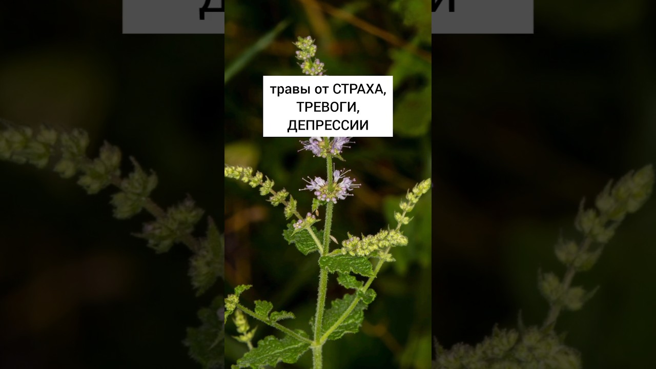 Травы от страха, тревоги и депрессии 