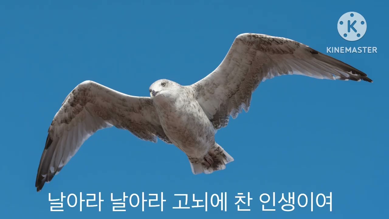 날개(허영란)Aerophone