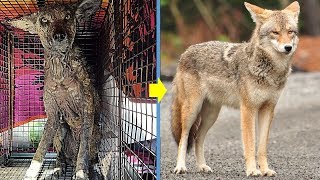 Rescue a Poor Coyote with Severely Mange and Had Given Up Hope Gets Recover