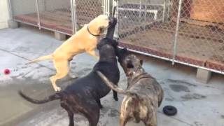 3 Presa Canario 1 Springpole