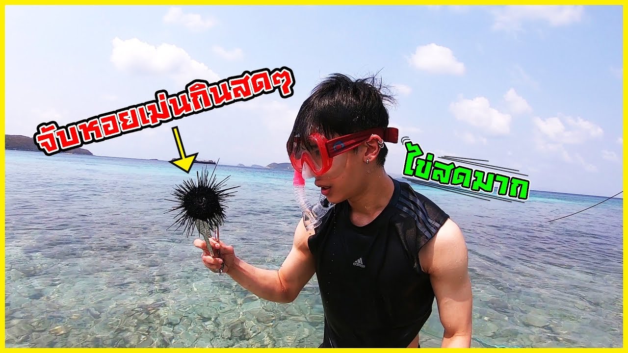 กระโดดสะพานหาเม่นทะเลไทยมาทำซาชิมิ! (หวานหอมเหมือนของญี่ปุ่นเลย!!)