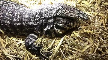 Tegus out of hibernation