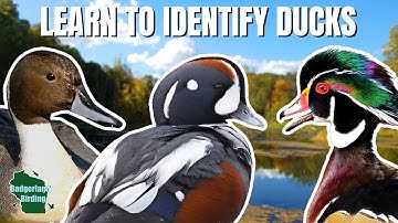 Duck Identification Made Easy!