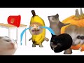 Happy cat compilation 5