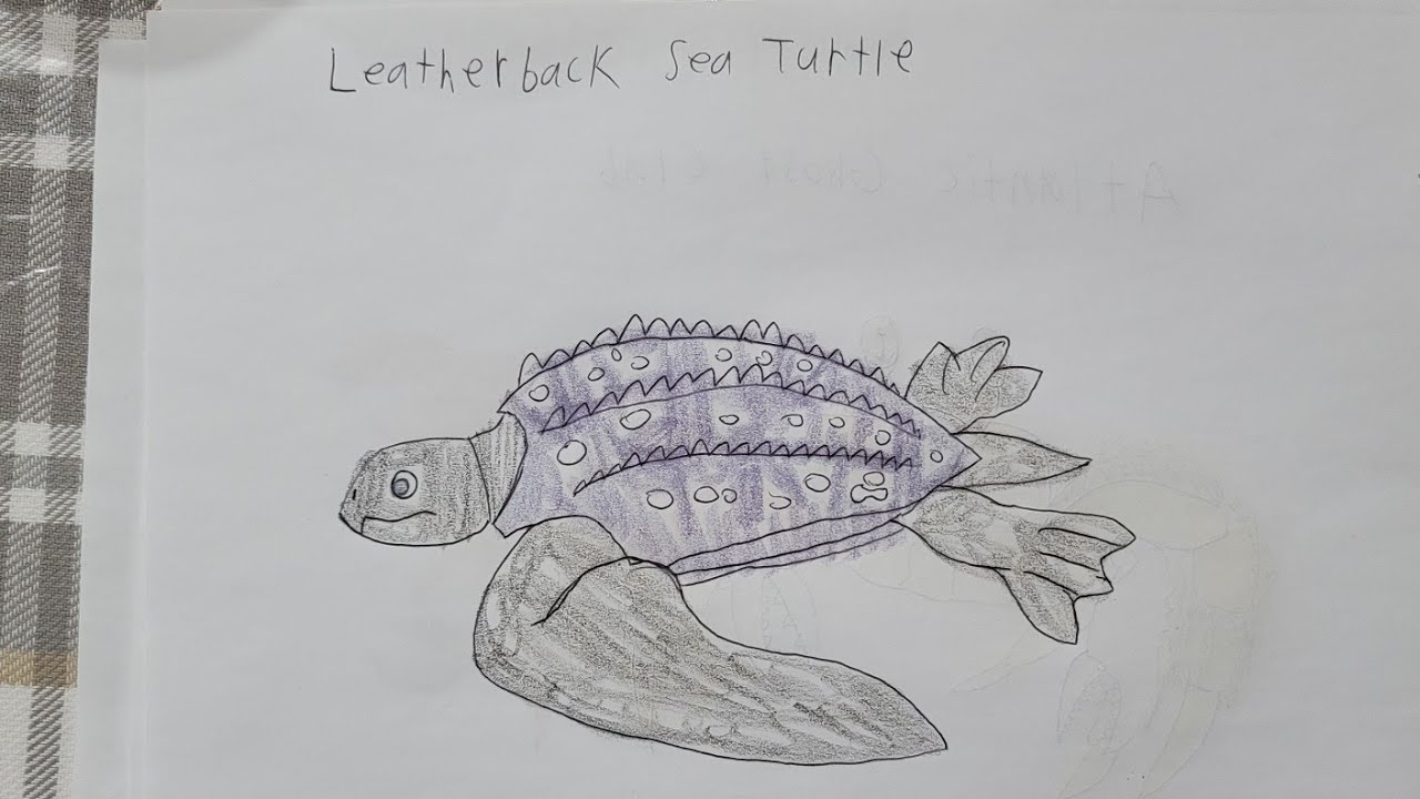 Wild Kratts Season 7 Ideas New Sea Animals for the Kratt Bros. to