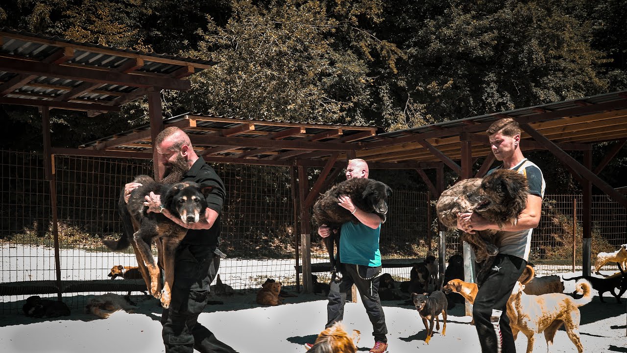 Großer Umzugstag! Asyl-Hunde erkunden zum ersten Mal die Ranch