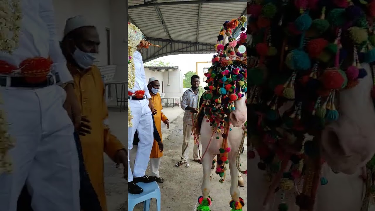 Imran Marriage || Horse Dance || Venigandla,Pedakakani, Guntur