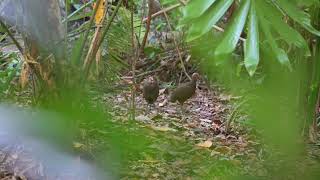 Megapode   SD 480p