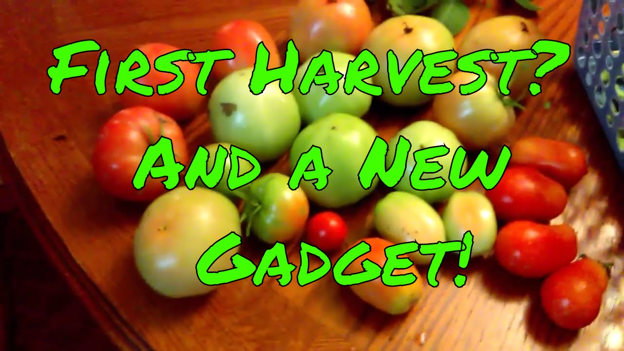 second harvest second harvest