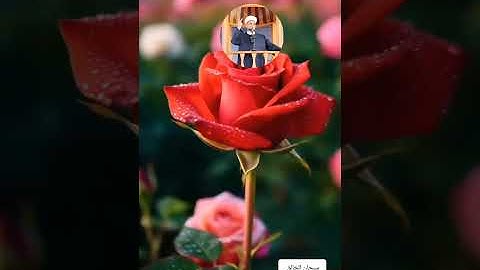 عالم الهدوء والراحة النفسية مع القارىء أحمد الشافعي بن إبراهيم الدمشقي سورة المائدة ص ١٢٥