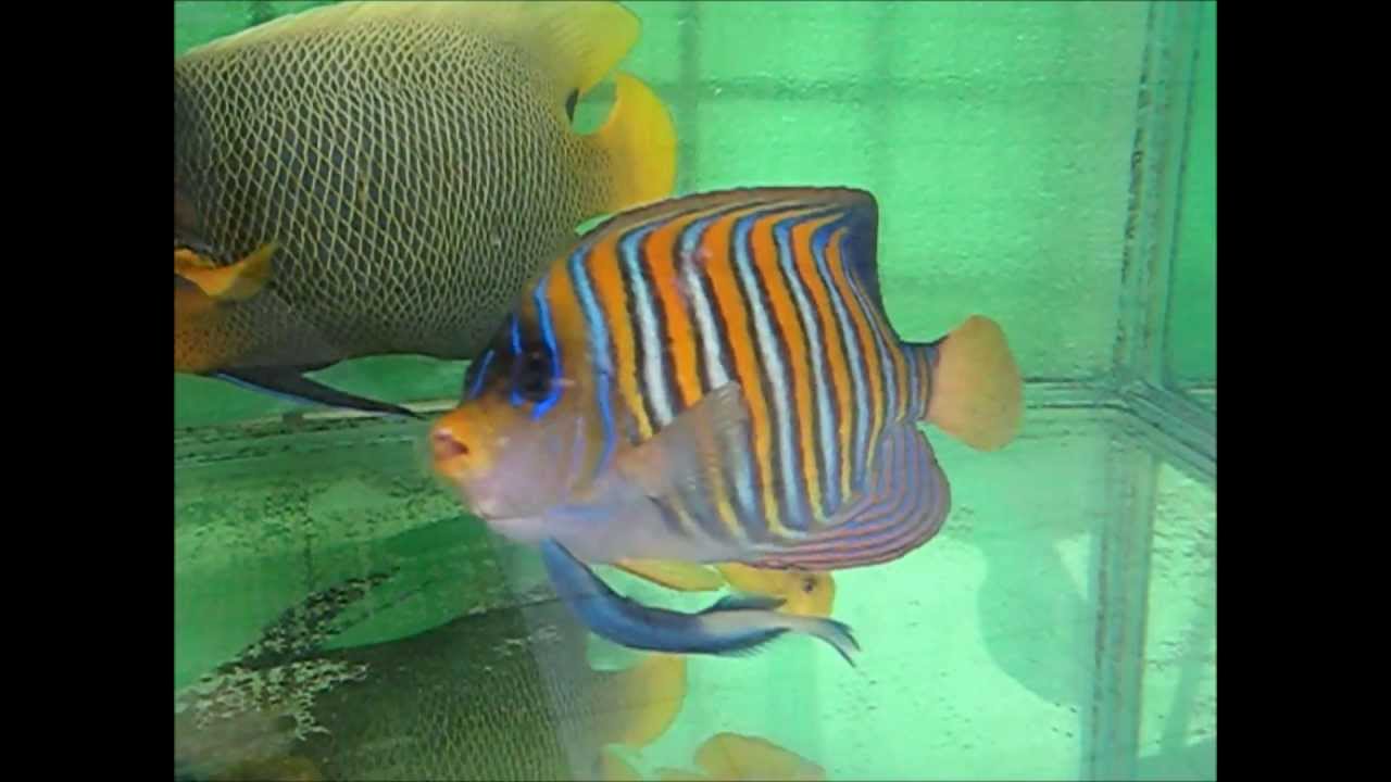 camera iphone 8 plus apk 91皇帝神仙2(毛巾 香港)Pygoplites diacanthus(Regal angelfish)20130502