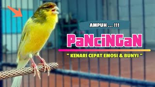 Suara PANCINGAN KENARI PAUD Belajar BUNYI Ngeriwik || MASTERAN Kenari PAUD || Part 176