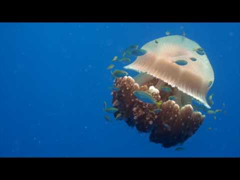 Koh Tao Underwater Showreel