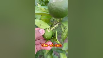 Cam Đường Canh bị hượng tượng cứng vỏ như này cần xử lý #trongcay #chiase #hottrend #camduongcanh