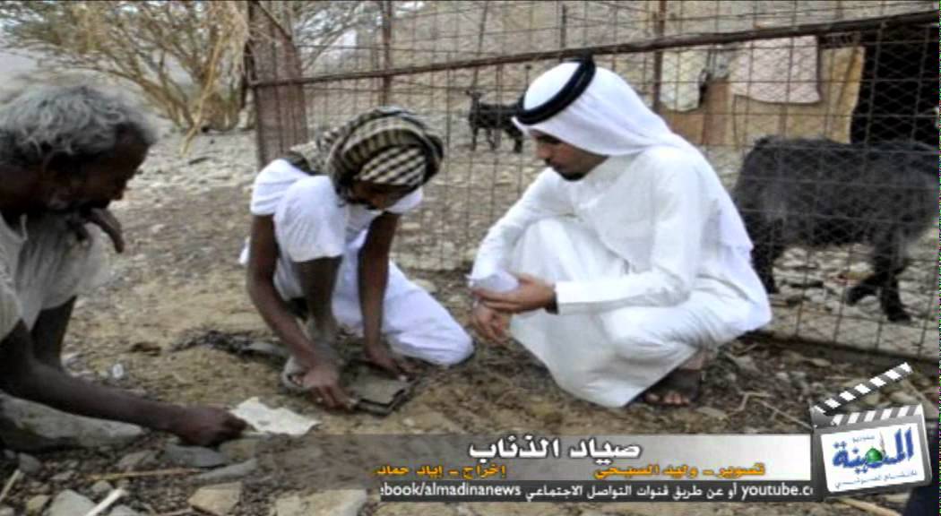 نشمي «العشيش» أوقع الذيب في الفخ