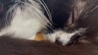 Polydactyl Bean Sprout can be a Grump! by Brooklyn Animal Action 196 views 1 year ago 1 minute, 40 seconds