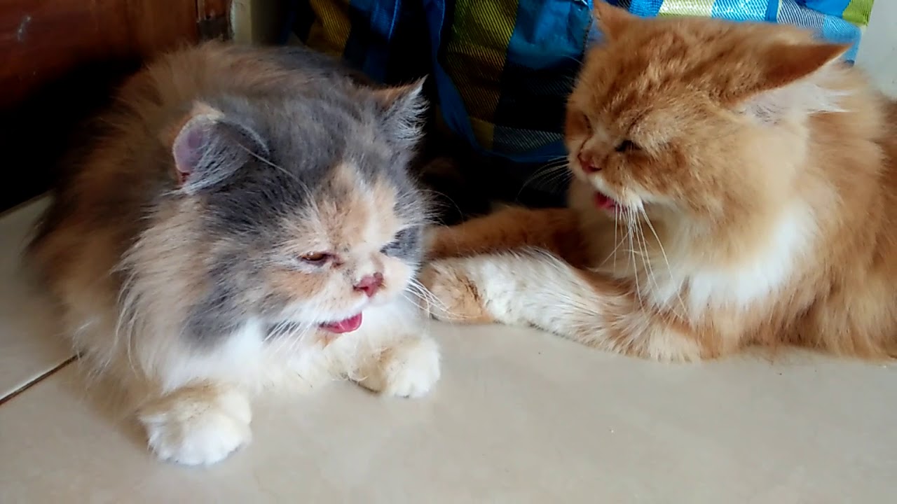 Kucing terlucu in action 