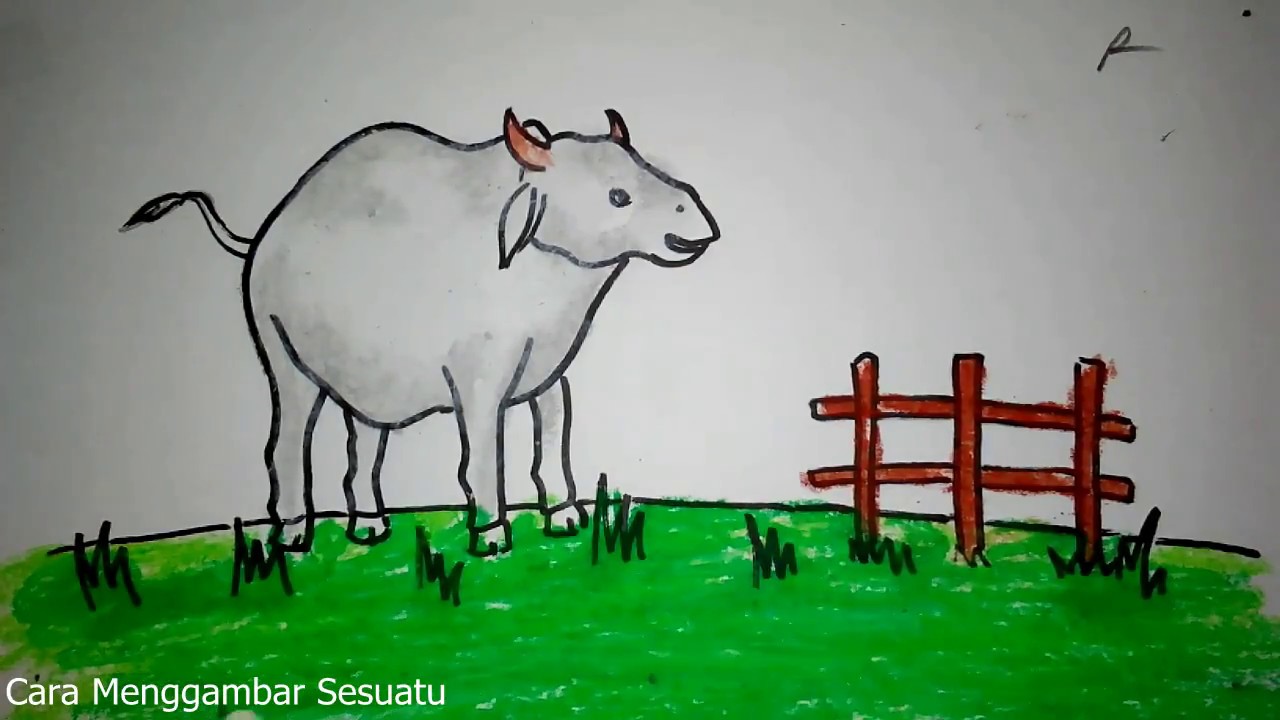  cara menggambar hewan qurban  sapi YouTube