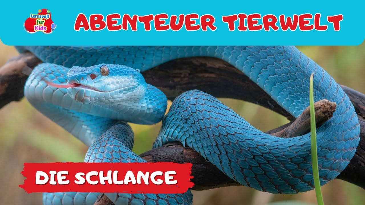abenteuer-tierwelt-die-schlange-tiere-lernen-f-r-kleinkinder-youtube