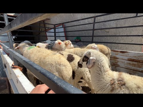 26 KUZU ALDIK 2025 | Koyun indirme | Sheep videos koyun kuzu videoları