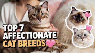 The Top 7 Most Affectionate Cat Breeds You’ll Wish You Had Sooner