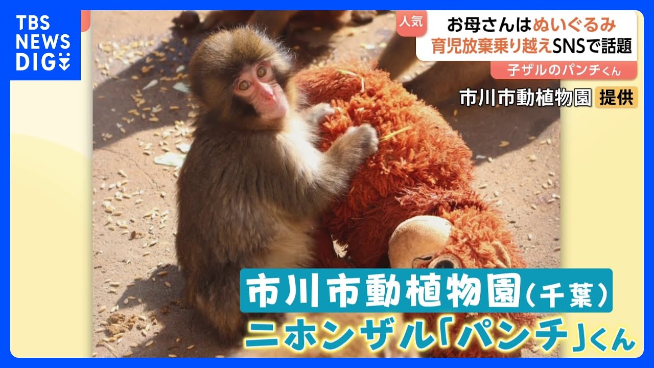がんばれパンチ」ぬいぐるみを母親代わりに育つサルの「パンチ」くんに