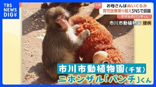 がんばれパンチ」ぬいぐるみを母親代わりに育つサルの「パンチ」くんに