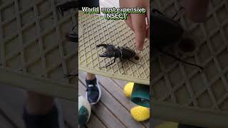 See how huge this Stag beetle world most expensive insect #viral #shorts #amazing
