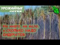 Сколько же СИДЕРАТОВ нужно от сорняков, как удобрение и для УРОЖАЯ? Нормы высева на все случаи!