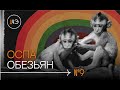 Кто распространяет обезьянью оспу? Лекарство от старения и мутировавшие люди | Новости#9