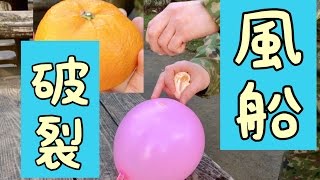 【実験】ミカンの汁で風船は破裂するのか！？