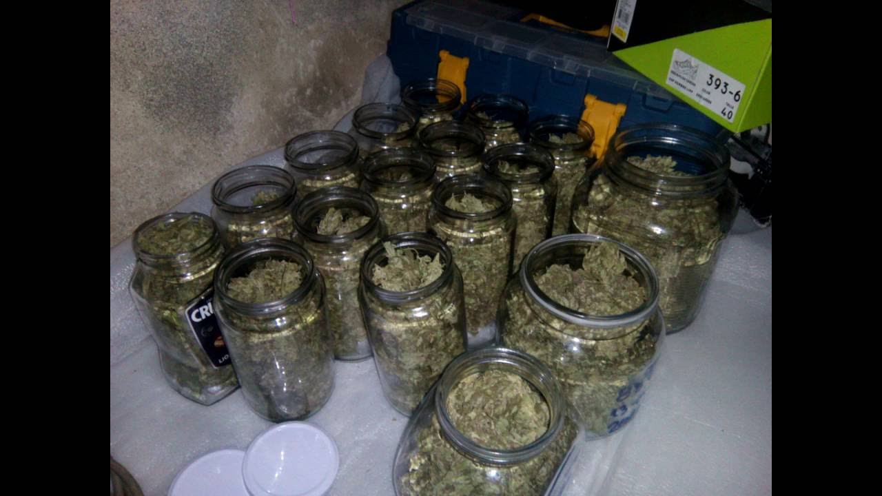 Y Griega / Medical seeds / Seguimiento Exterior.