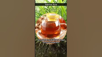 JAHE MERAH ...APA SAJA MANFAATNYA ..?? | SEKITAR KITA #shorts