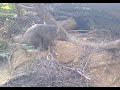 Big Burrow Tasmania March-April 2021