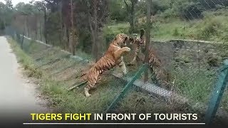 Download Tigers Fight In Front Of Tourists At Bannerghatta National Park Video MP3 Tigers Fight In Front Of Tourists At Bannerghatta National Park