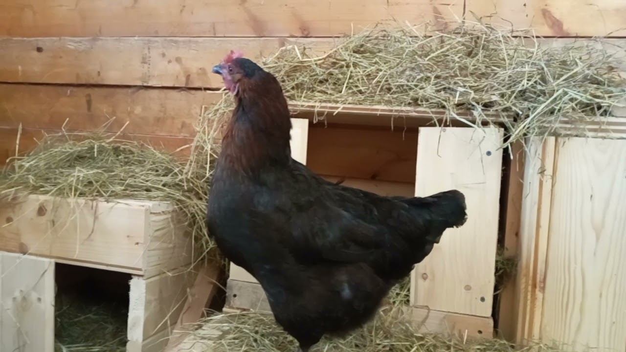 Noiran hens is a friendly chicken breed 🐔😍🥚 #chicken #hen  #layingegg