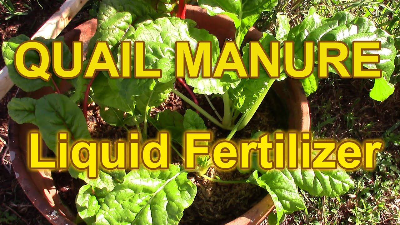Liquid Quail Fertilizer for your garden or house plants YouTube