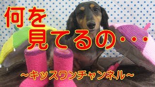 KiSSWann(キッスワン) 詳しくは⇒⇒⇒http://kisswann.com 『遊びにきてく...