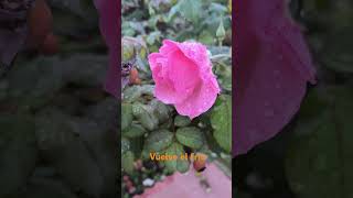 Llega el frío #frio #rosas