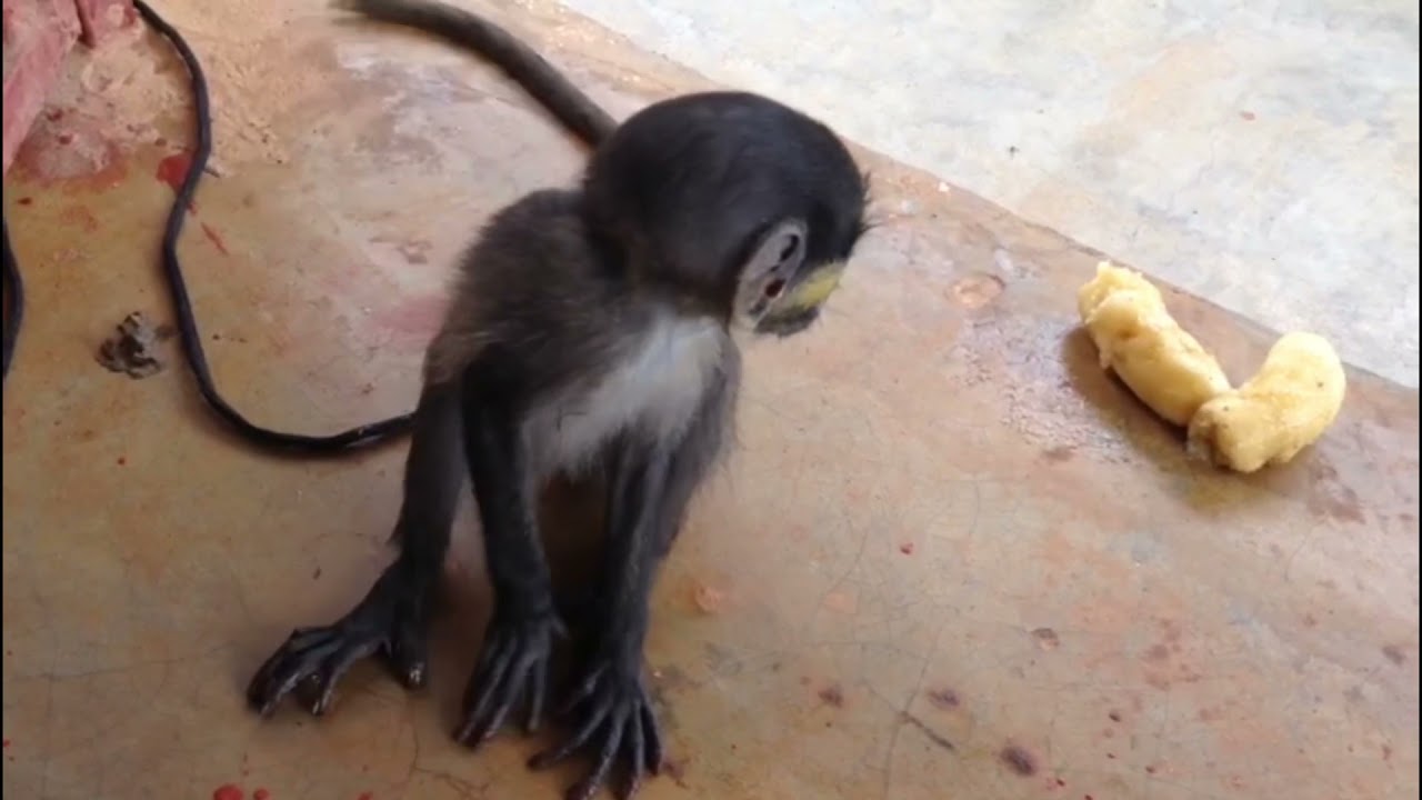 Our latest rescue Baby Quissamano